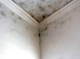 Best Black Mold Removal  in Ada, MN