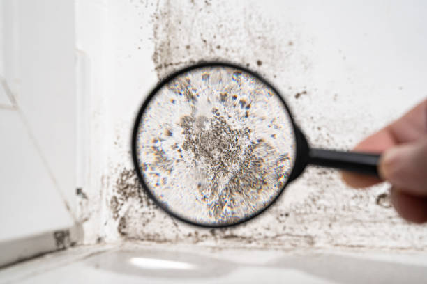 Best Forensic Mold Investigation  in Ada, MN